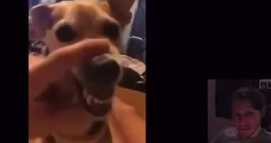 Cover artwork for Jerma - Lala dog