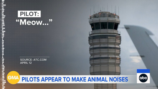 Cover artwork for ABC News - Meowing Pilots on ATC